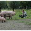 Varkens getrakteerd op taart tijdens Dierendag