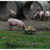 Varkens getrakteerd op taart tijdens Dierendag