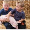 varken knuffelen tijdens het weekend van het varken