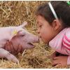 varken knuffelen tijdens het weekend van het varken
